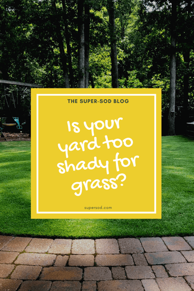 Is your yard too shady for grass?