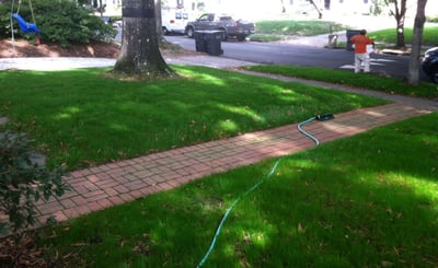 How to Overseed an Existing Tall Fescue Lawn