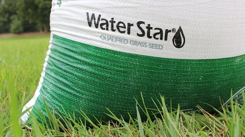 Water Star Qualified Tall Fescue Seeds