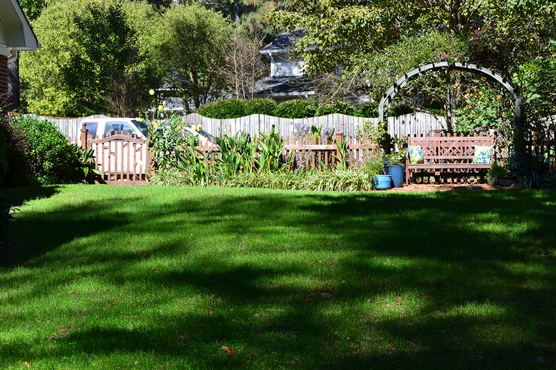 Kays Elite Tall Fescue seed lawn yard 4 weeks later-1