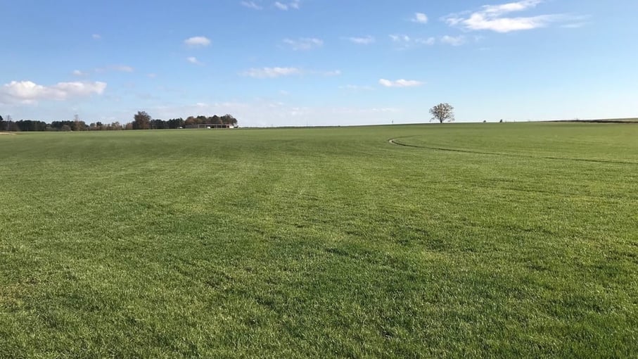 Elite Tall Fescue sod farm Super-Sod