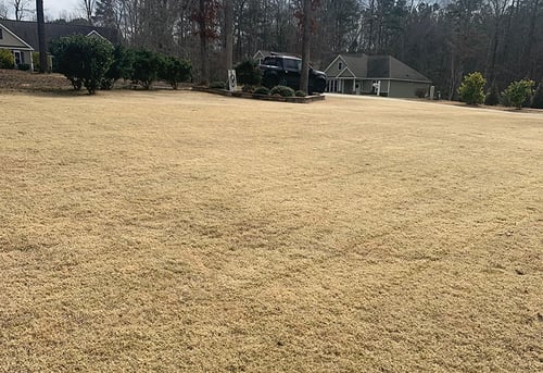 March Warm Season Lawn Tips for 2024