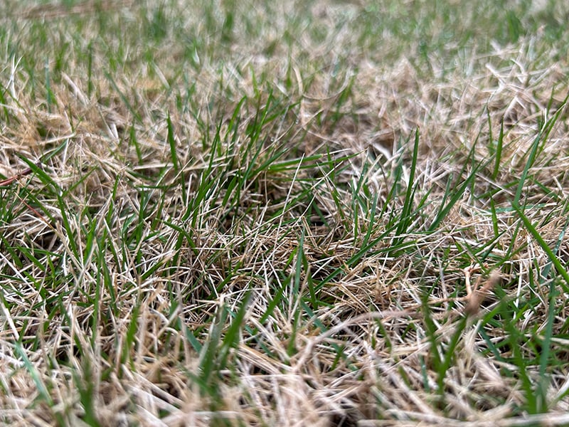 warm season lawn coming out of dormancy