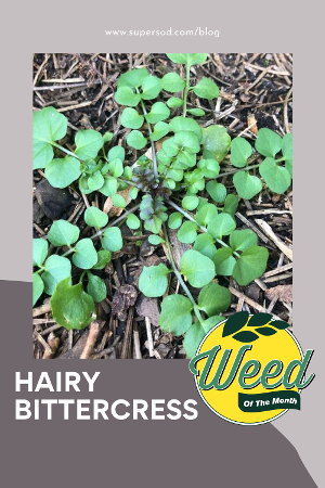 Marchs weed of the month hairy bittercress-1