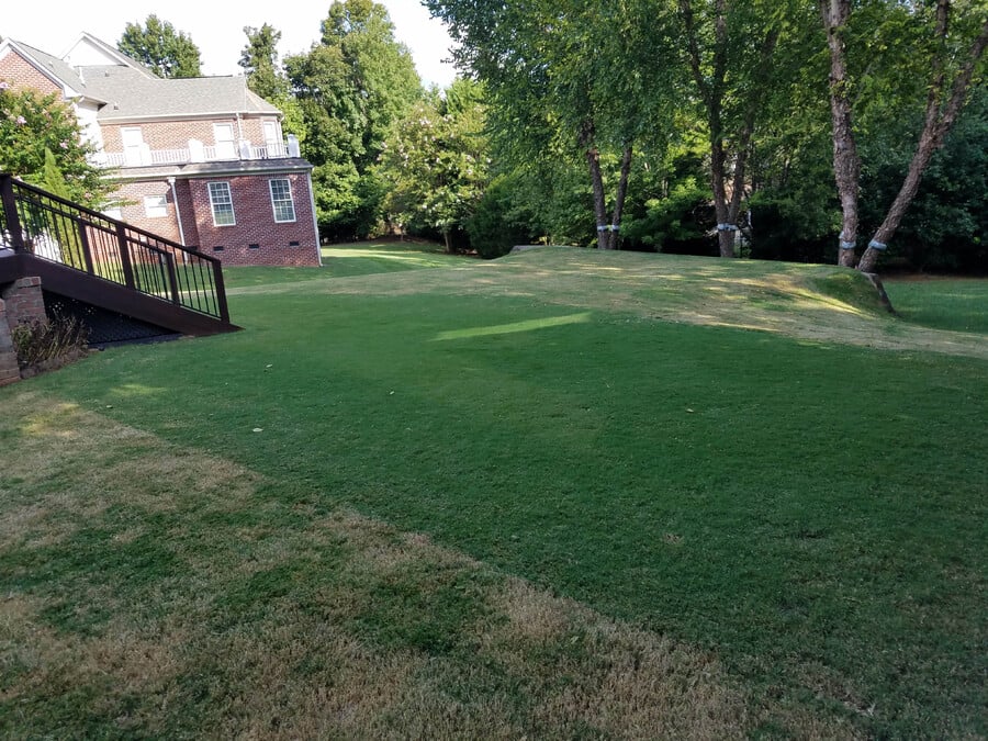 lawn scalped by mower