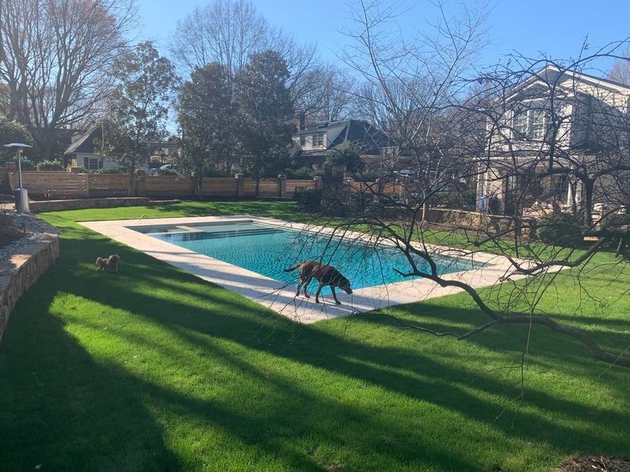 TifTuf Bermudagrass overseeded with rye around a pool