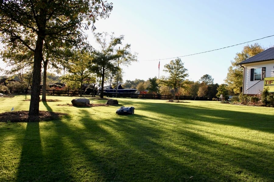 TifTuf Bermuda grass overseeded Ryegrass robotic mower