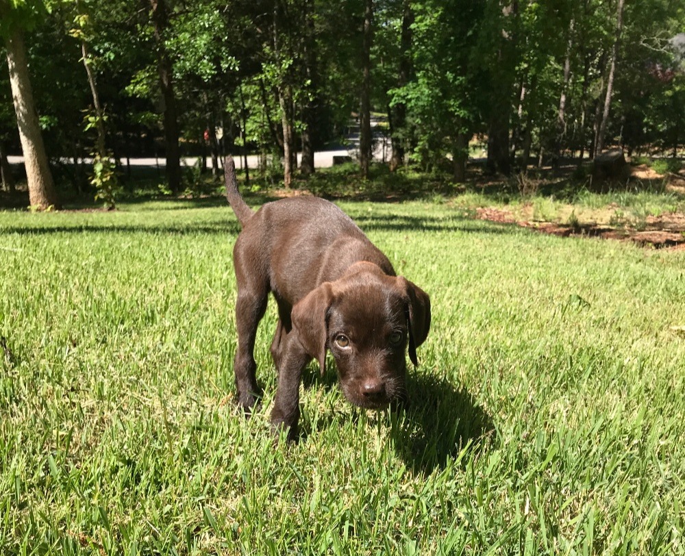 Labrador retriever puppy playing on a Zoysiagrass lawn