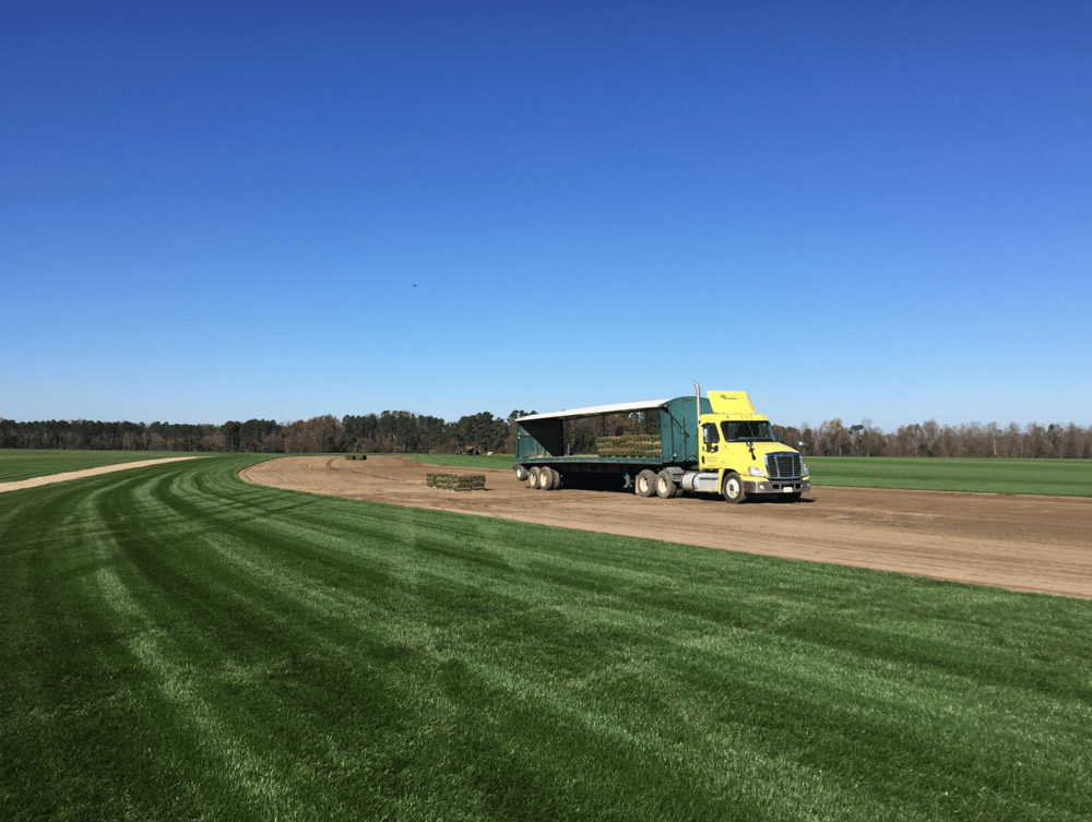 Fescue Field in Orangeburg