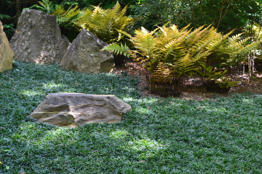 Dwarf Mondo and Ferns for when lawn is too shady for grass