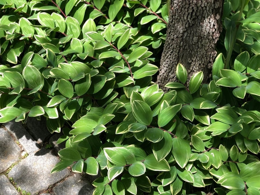 Solomons Seal perennial for lawn alternative for shade