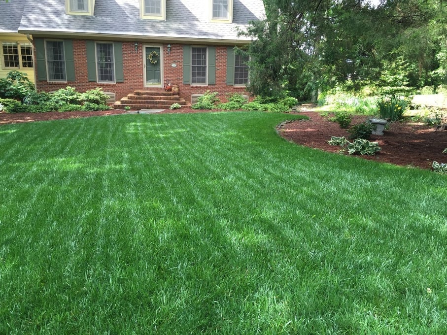 Lush partial-shade lawn after reseeding with shade-tolerant Elite Tall Fescue grass variety