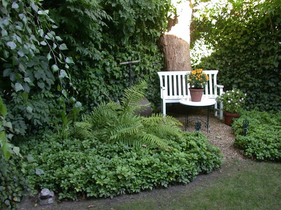 lawn alternatives for shade