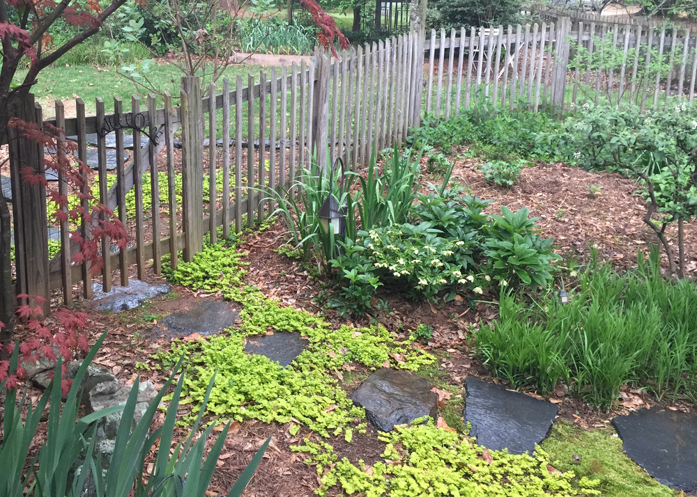 lawn and shade replacement groundcovers for shady lawns