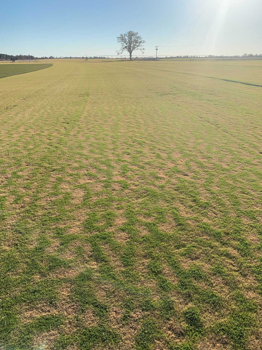 Laurinburg farm frost tiger stripes 2021 1-Pockets-1