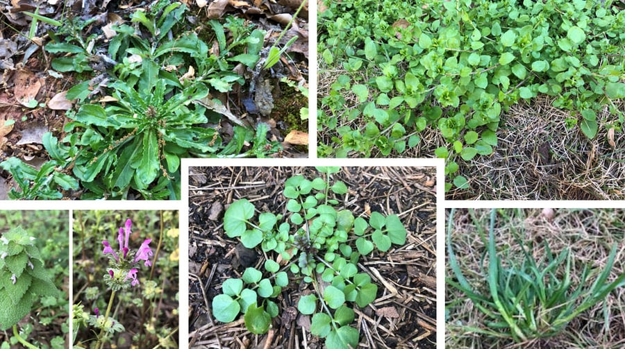 winter weed collage