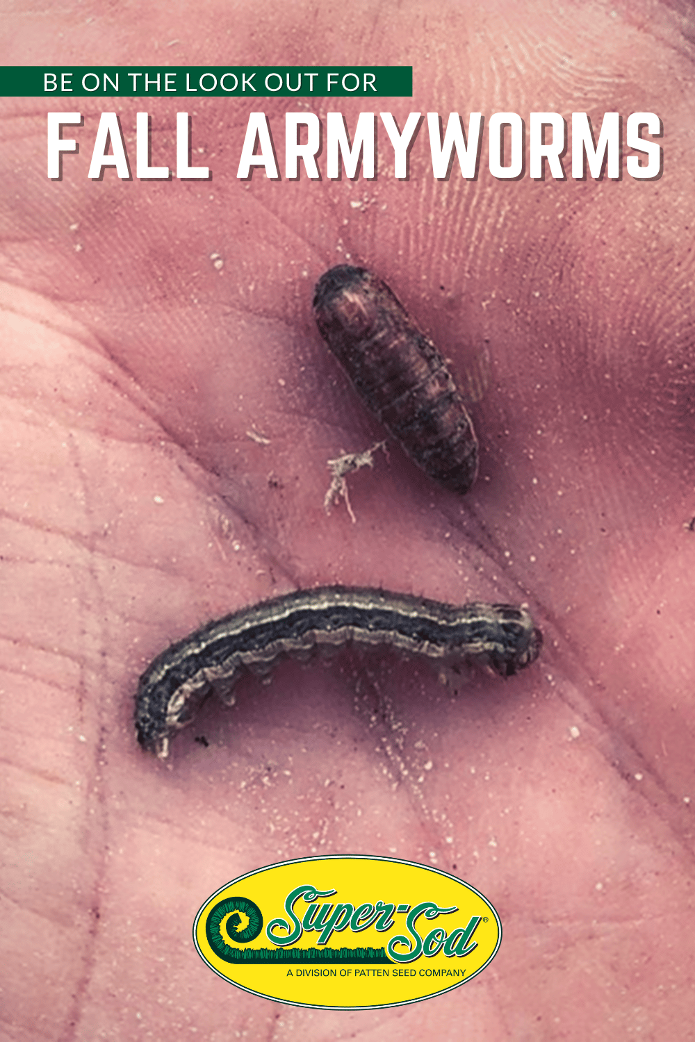 Fall Armyworms in Lawns | Insect & Pest Control