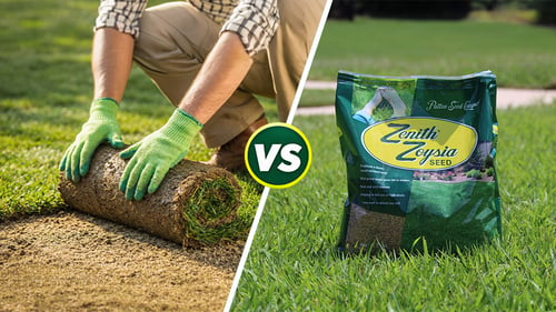 Sod vs Seed: Choosing the Best Option for Southern Lawns