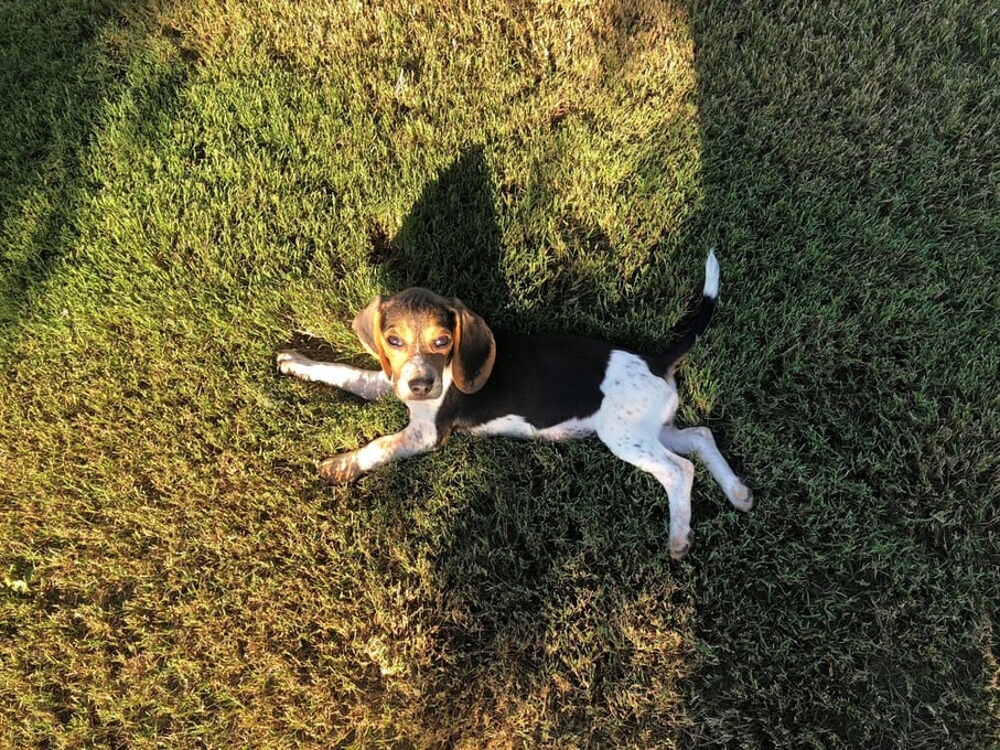 beagle dog resting on a pet friendly lawn for shade
