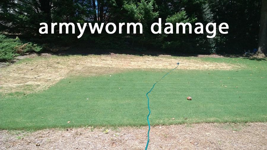 fall-armyworm-damage-lawn