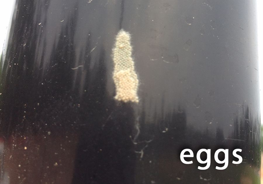 fall armyworm eggs