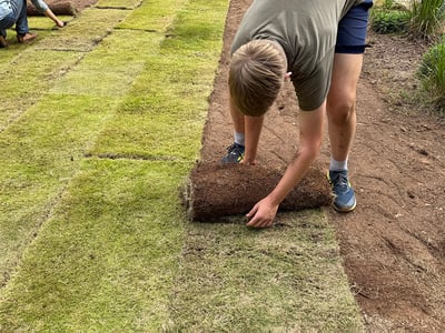 Fertilizer Schedule for New Sod