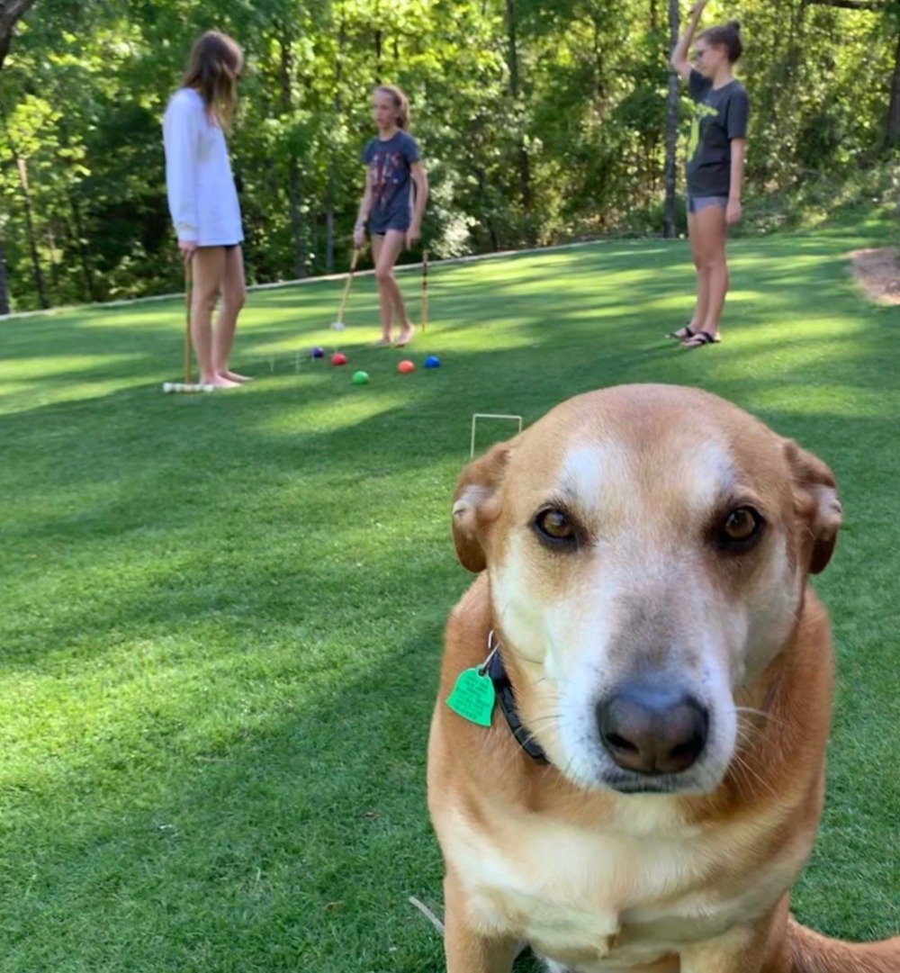 dog and kids playing on a shaded TifTuf Bermuda lawn