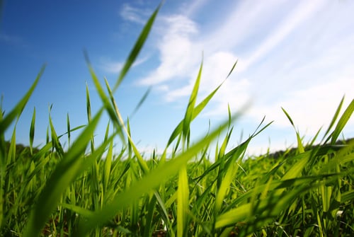 How to Tame Tall Grass