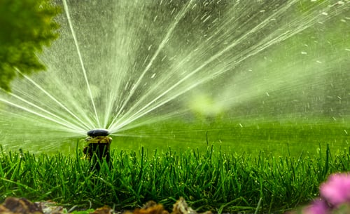 How and When to Water Your Lawn