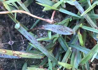 Bipolaris - Disease on Warm Season Lawns