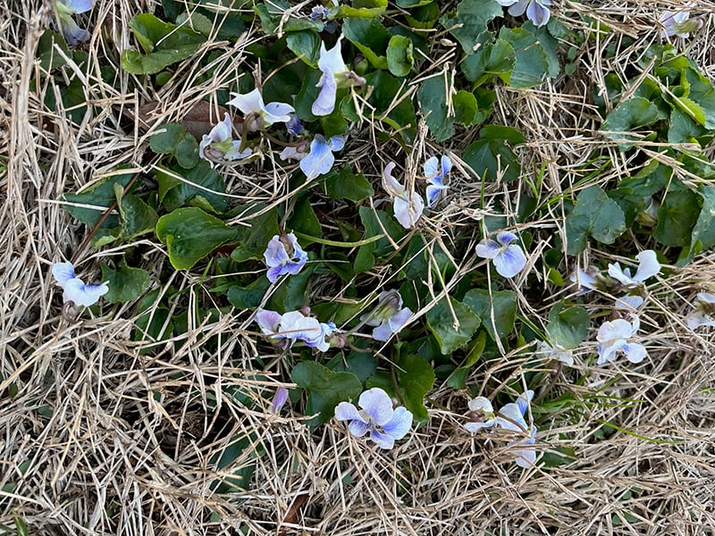 Confederate violet flower