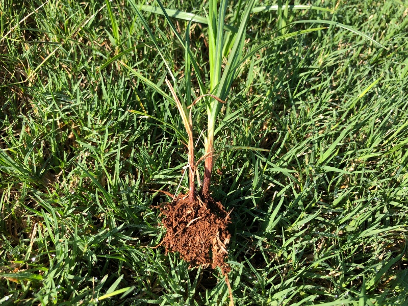 Cyperus nutsedge identification pictures-5-small