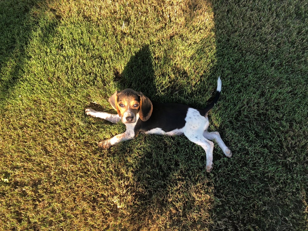 how to grow a turfgrass lawn if you have dogs