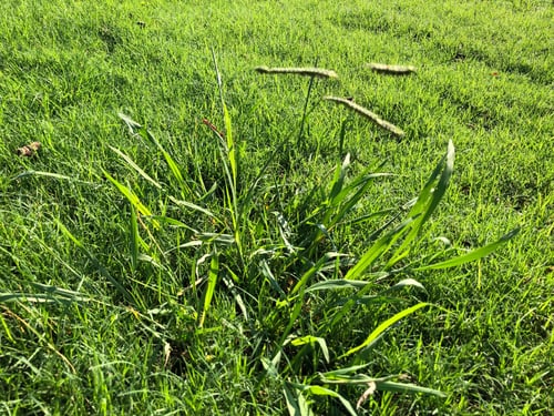 How to Get Rid of Dallisgrass Weeds