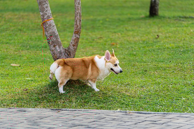 Dogs like natural grass