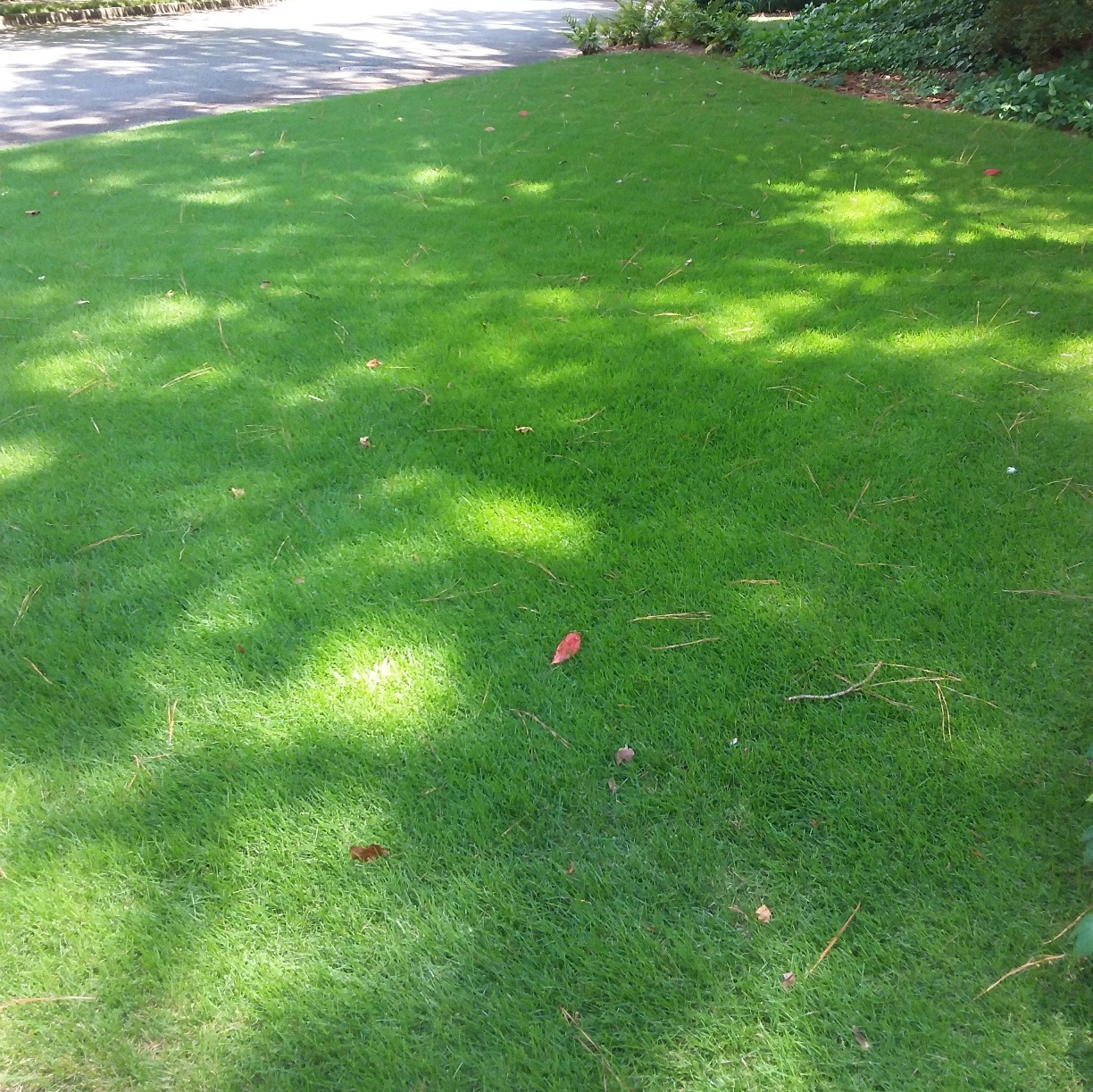 Don Schusters lawn mixmatched 1 month after