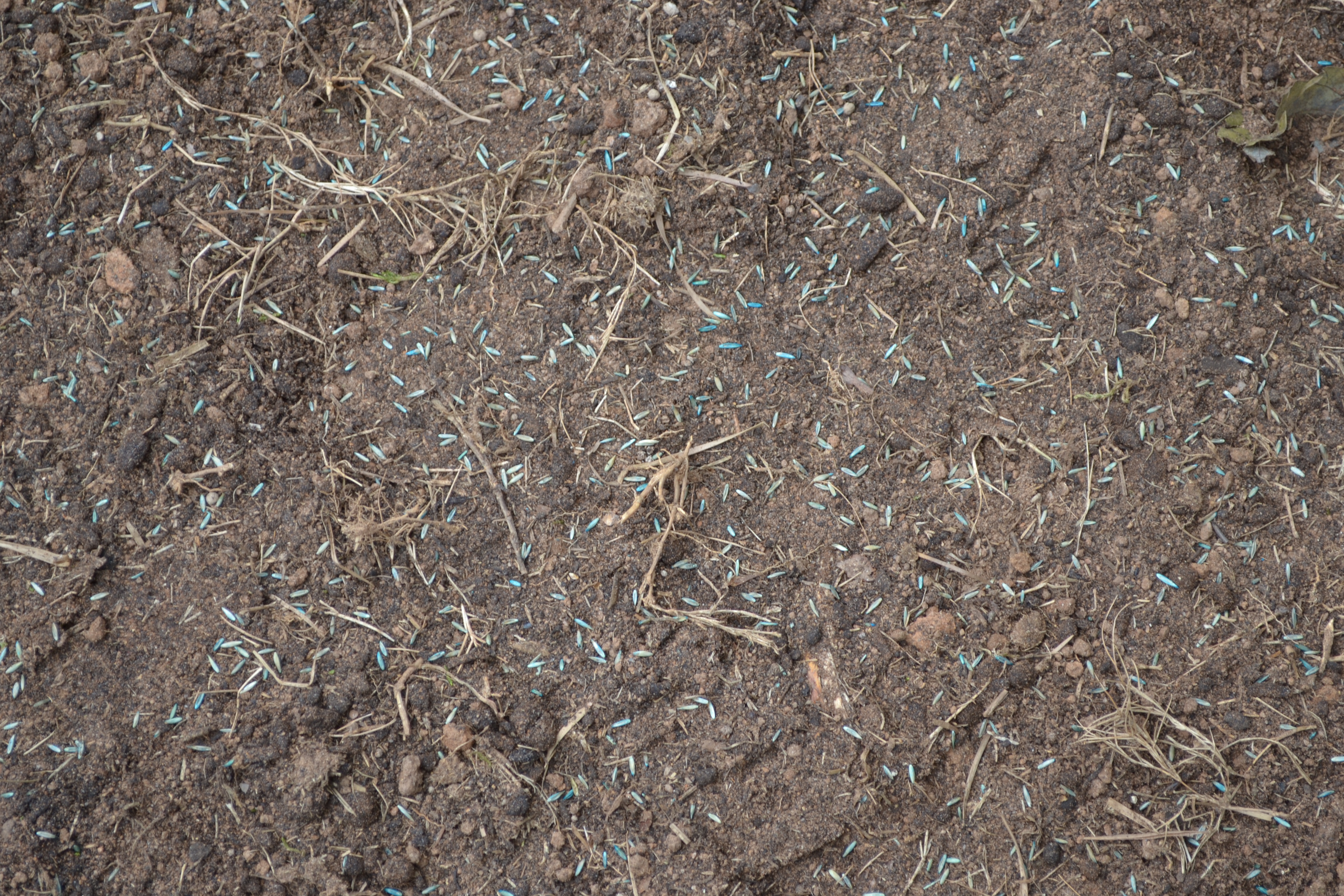 Elite Tall Fescue seed coverage