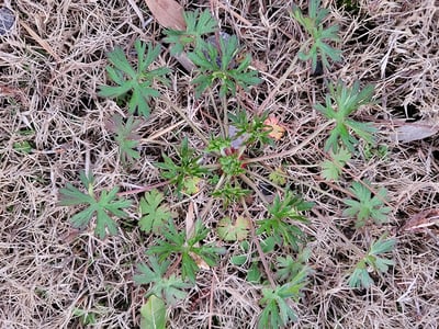 How to Get Rid of Carolina Geranium Weeds