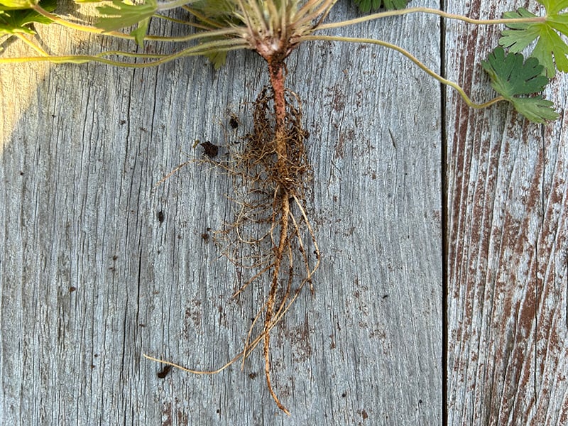 Geranium Root Rot Getting Rid of Carolina Geranium Weeds | Weed Control Tips