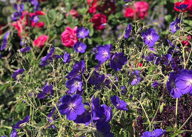 Getting Rid of Carolina Geranium Weeds | Weed Control Tips