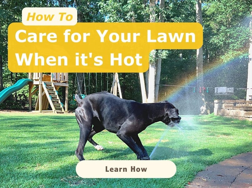 How to Care for Your Lawn When Its Hot3