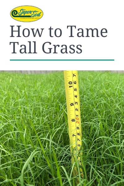 How to Tame Tall Grass-1