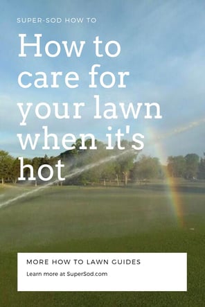 How to care for your lawn when its hot