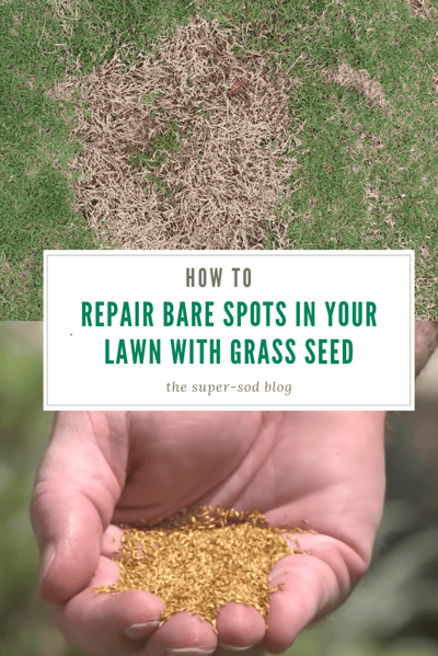 How to repair bare spots in your lawn with grass seed