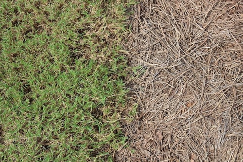 Sod vs. Pine Straw - Weighing Your Options
