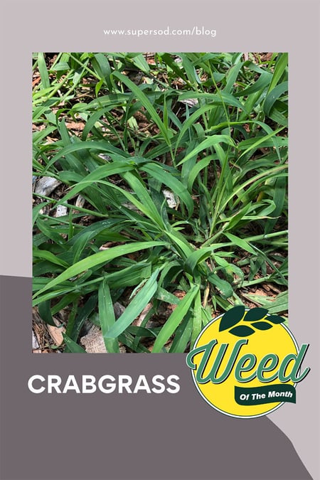July weed of the month crabgrass-1