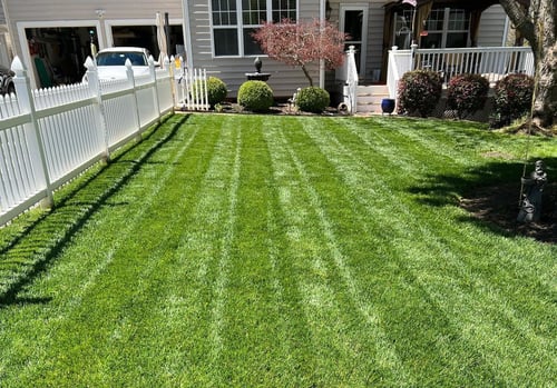 April Tall Fescue Lawn Tips for 2024