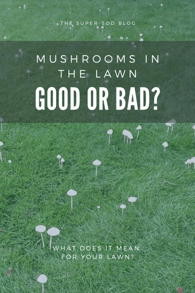 MUSHROOMS IN THE LAWN - good or bad?