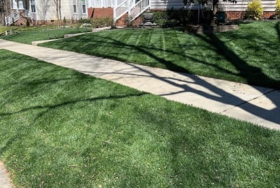 May Tall Fescue Lawn Tips for 2024