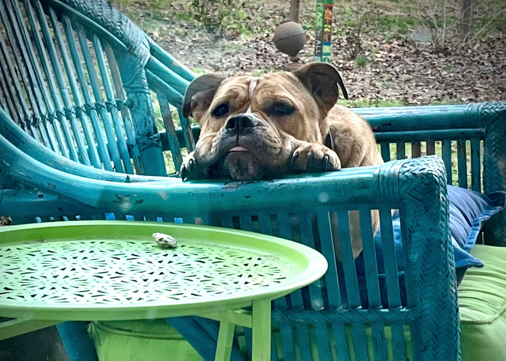 Miss Piggy the dog sitting on a chair in the garden.